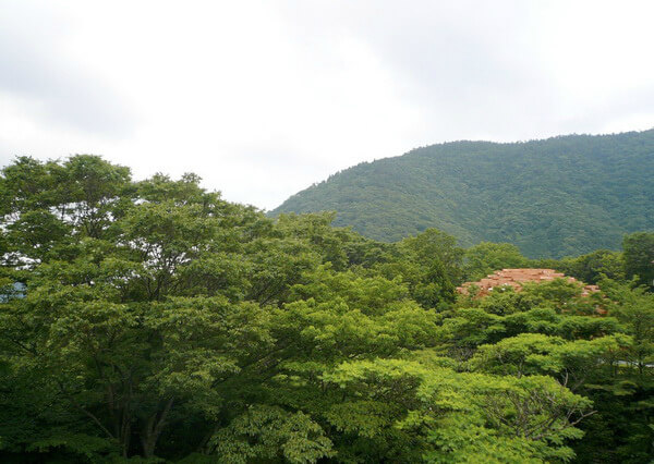 Лесные сети